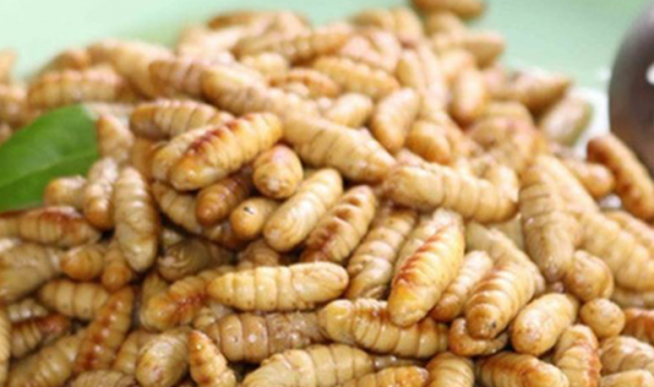 Các món ăn ngon từ Nhộng Tằm