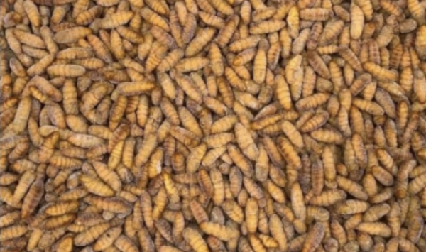 Nhộng tằm cấp đông rời là gì