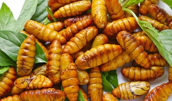 Nhộng Lá Sắn Tươi là gì